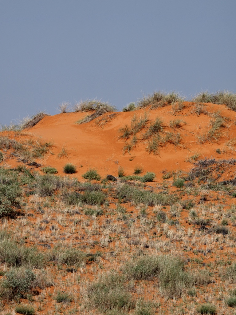 Kalahari – Kgalagadi Transfrontier Park